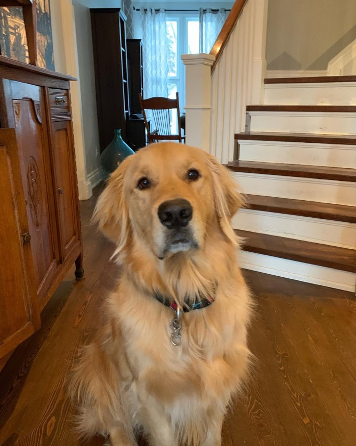 Beautiful golden retriever  sitting by his staircase