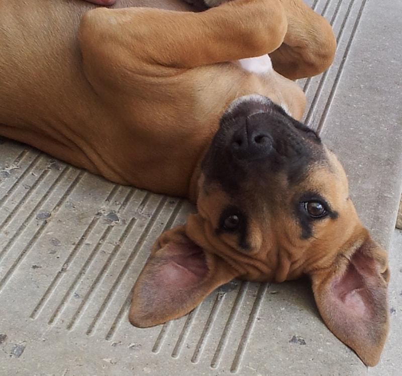 A Boxer, Great Dane puppy laying upside with her ears laying on the ground