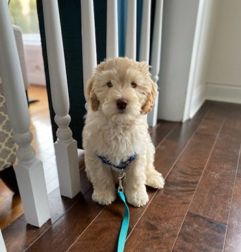 Baby Australian labradoodle looking so cute for his photo