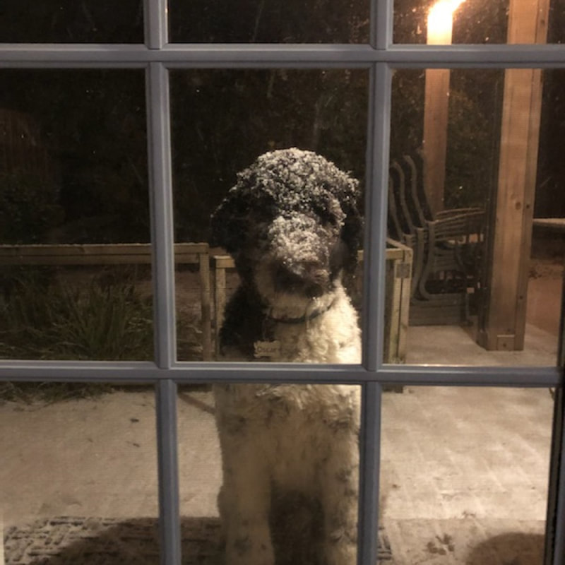 Curly black dog sitting in a window