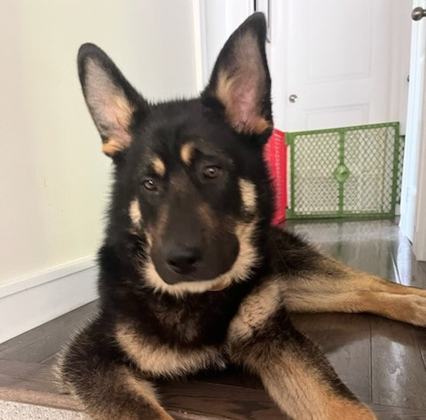 Beautiful large Black and tan adopted German Sheppard mixed puppy laying down on step