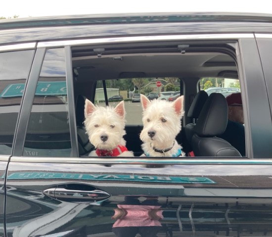 Two brother Westie dogs looking out the car window