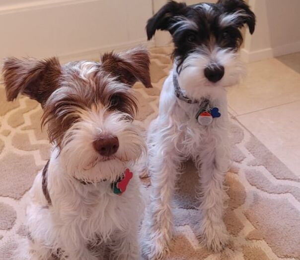 Two brother puppy schnauzers looking cute for their picture