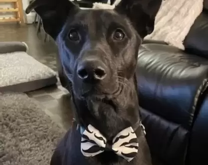 Large black adopted dog with a bow tie on