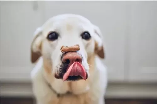 Lab mixed dog with treat on nose and tongue out trying to lick treat