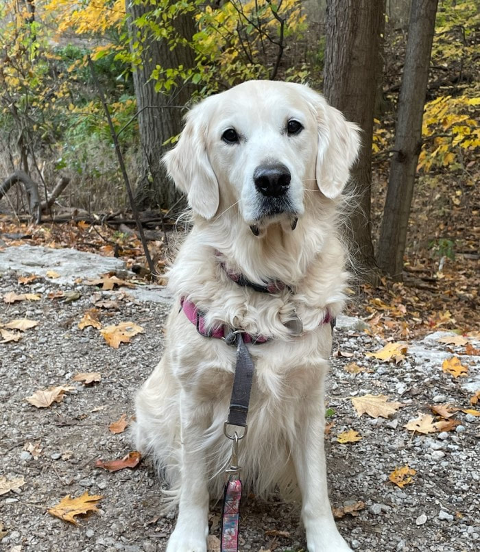 Cute golden retriever sitting on a path in the fall weather