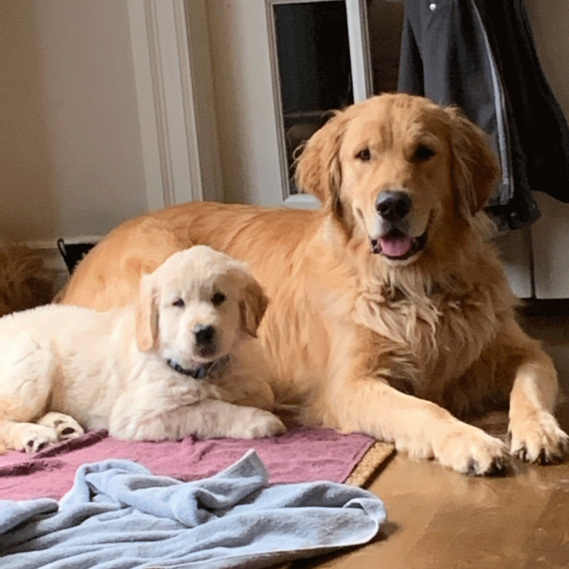Two Golden retriever puppies laying together on a blanket