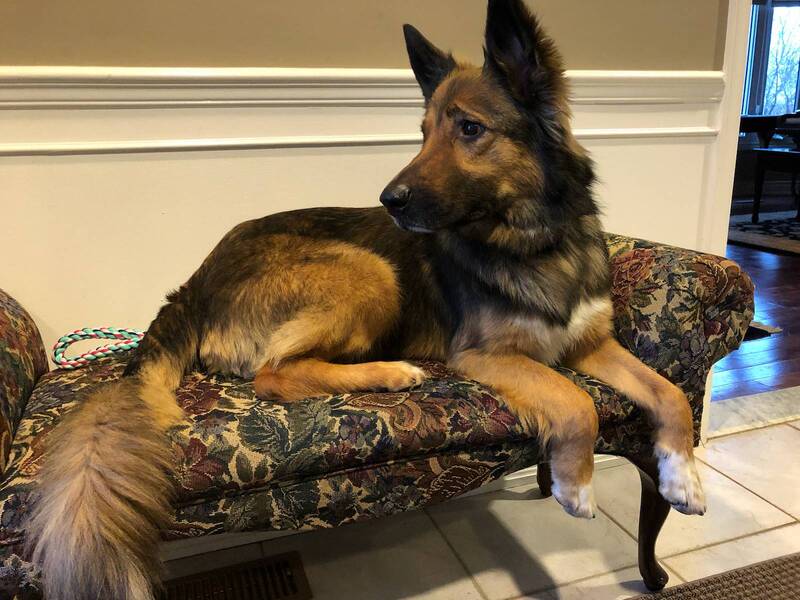 German Shepard laying on lounger in front hallway of a home