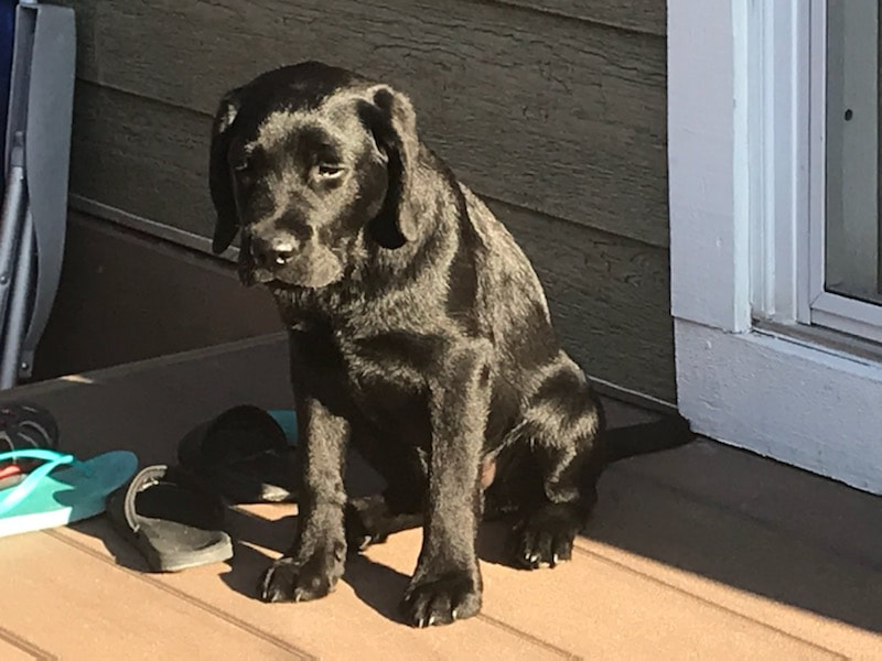Black lab puppy sitting in the shade on deck
