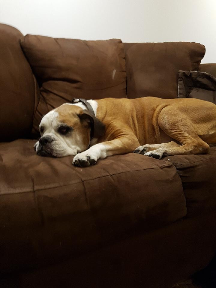 Sad bulldog laying on the couch taking a nap