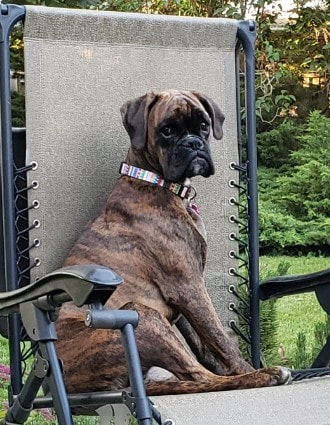 Female boxer looking beautiful as she sits in her lawn chair observing everything