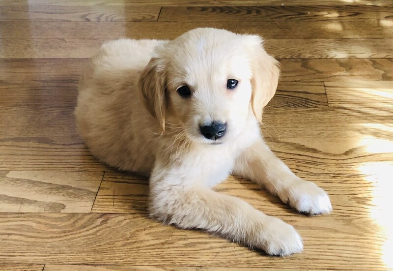 Little golden retriever puppy on his first day home from breeders