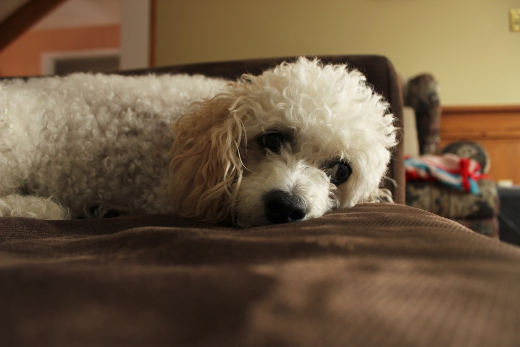 Miniature poodle laying on brown blanket looking at you