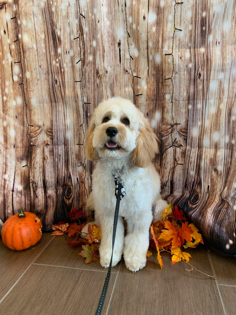 Big puppy getting his
Halloween photo taken