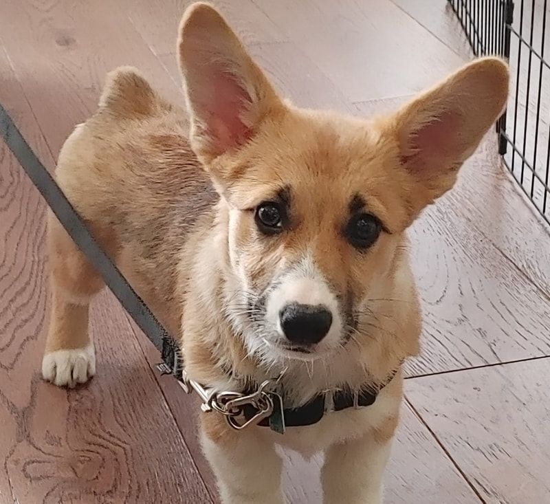 Beige and white Corgi puppy standing up posing for her picture