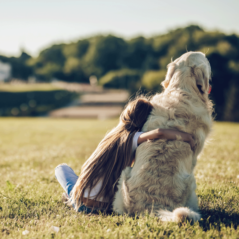 Little girl hugging a big dog sitting at the park