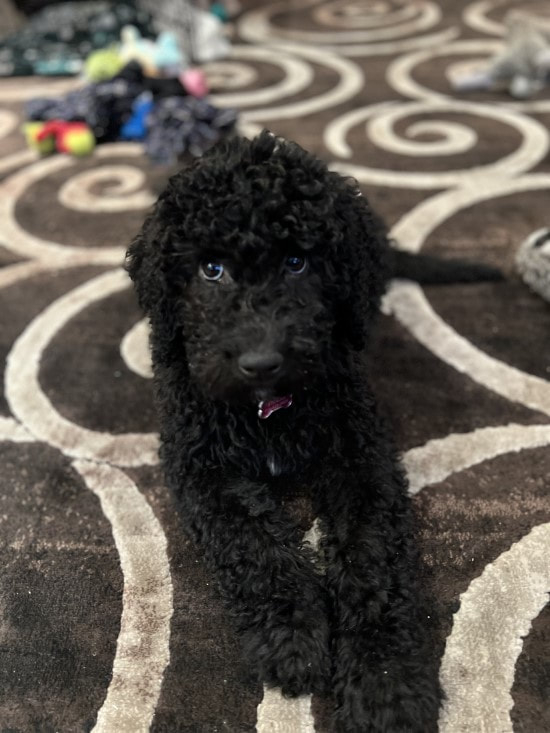 Beautiful black poodle mix puppy with funny eyes