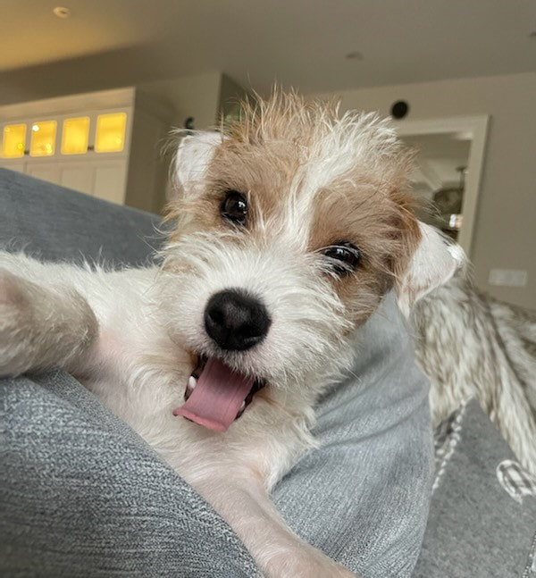 Scruffy little mixed breed sticking tongue out while yawning