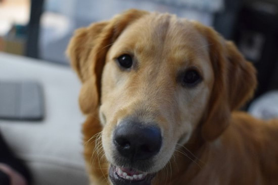 Handsome golden retriever puppy with big black nose
