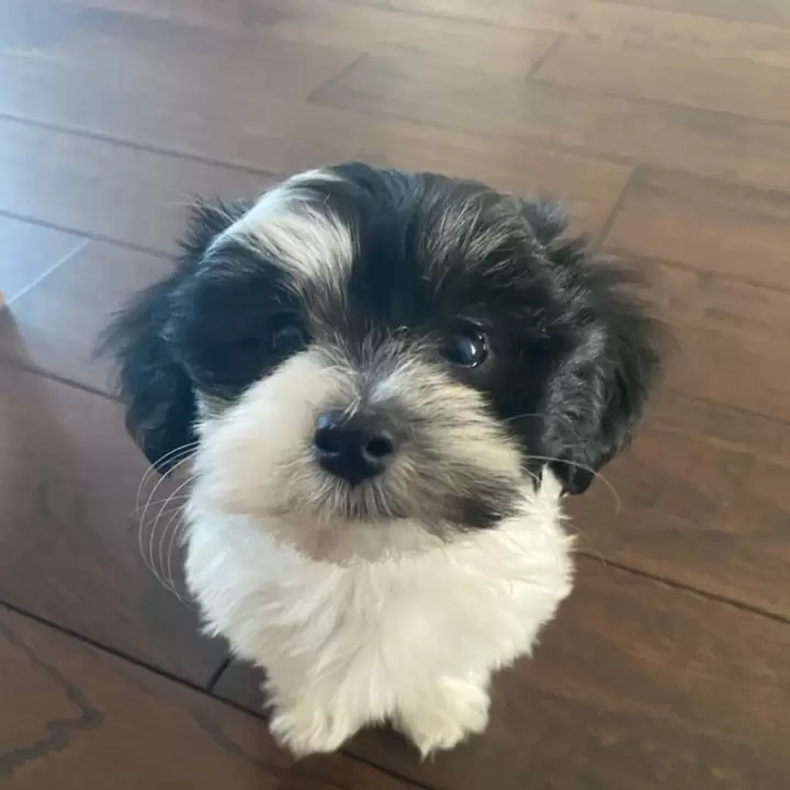 Cute black and white puppy 