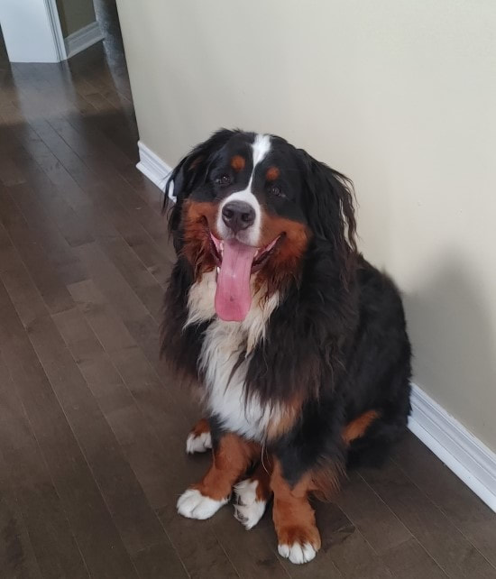 Huge Bernese mountain dog sitting with his huge tongue hanging out of his mouth