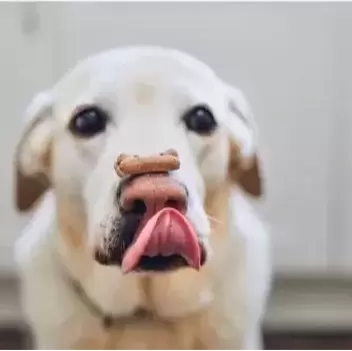 Lab mixed dog with treat on nose and tongue out trying to lick treat