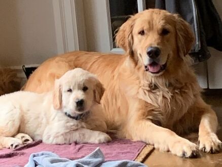 Two Golden retriever puppies laying together on a blanket