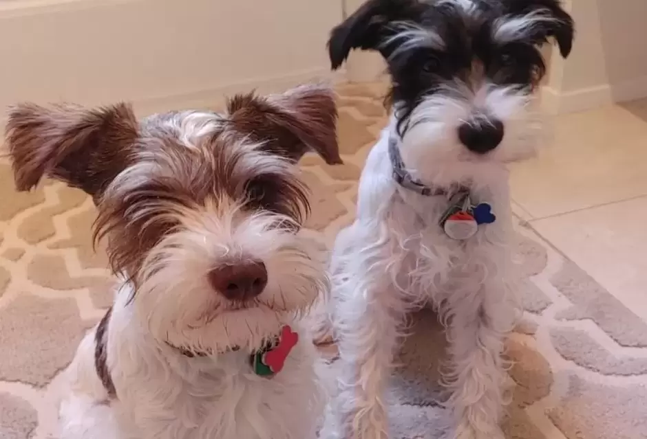 Two brother puppy schnauzers looking cute for their picture