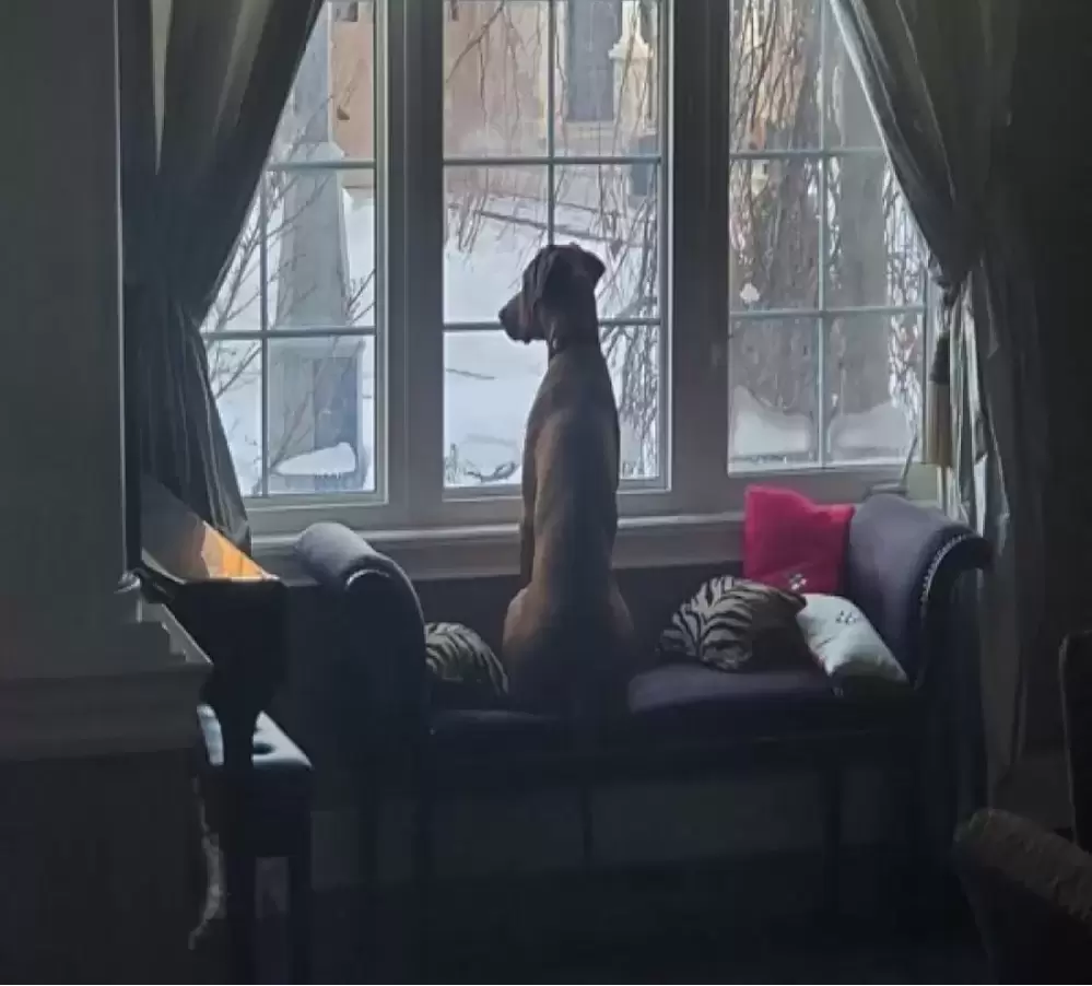 Rhodesian ridgeback sitting at the window looking out at the winter scene outside