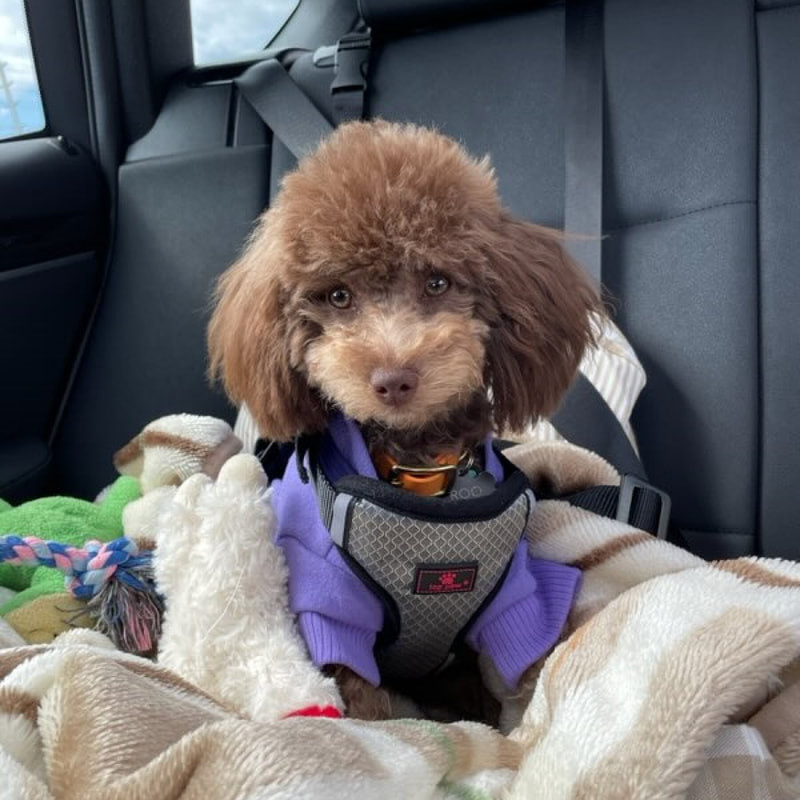 Little fluffy puppy with her coat on in the car