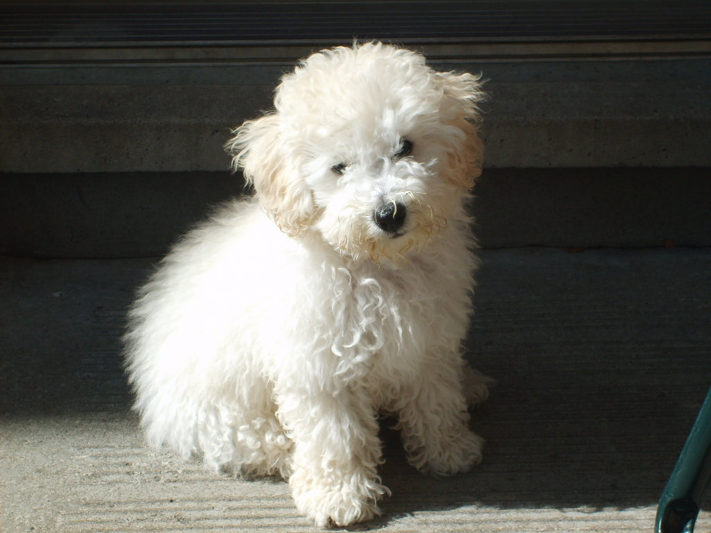 A baby Bison poodle mix puppy sitting on patio looking at you through his furry face